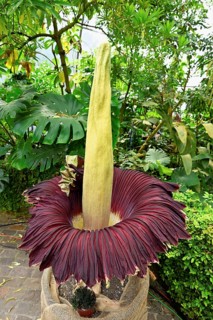 Flower of the titanium root (Amorphophallus titanum), largest flower in the world, Botanical Garden