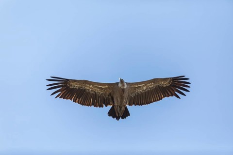 Griffon vulture (Gyps fulvus), Monfragüe National Park, Extremadura, Castilla La Mancha, Spain,