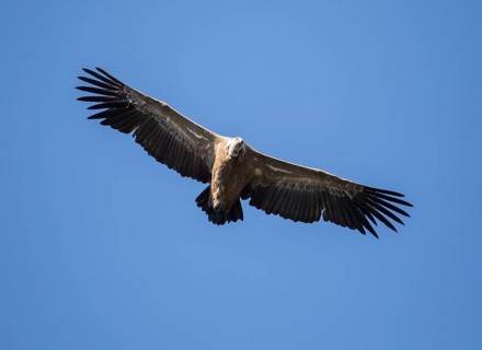 Griffon vulture (Gyps fulvus), Monfragüe National Park, Extremadura, Castilla La Mancha, Spain,