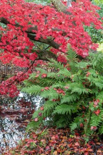 Japanese fan maple (Acer palmatum Trompenburg) and fern, autumn colours, Emsland, Lower Saxony,