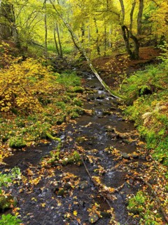 Hill Stream, the Schwartzbach, and surrounding forest in autumn colour. The Rhön UNESCO Biosphere