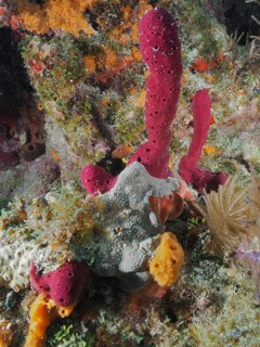 Colourful sea sponges in various shapes and colours, including upright rope sponge (Amphimedon
