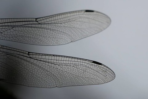 Southern hawker dragonfly (Aeshna cyanea) adult insect close up of a pair of wings in the summer,