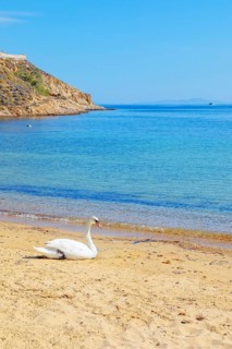 Mute swan resting on Livadi beach, Serifos Island, Cyclades Islands, Greece, Europe