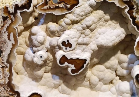 Coral, agatised, Idar-Oberstein, Rhineland-Palatinate, Germany, Europe
