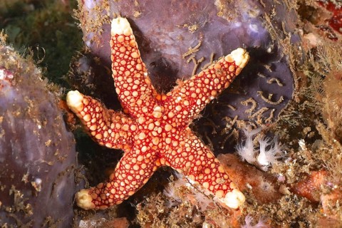 Red starfish with complex pattern, orange-spotted starfish (Ferdina sadhaensis), on marine surface,