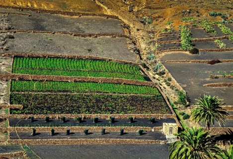 2016, Haria, Lanzarote, Haria, ESP, Spain, Canary Islands, Canary Islands, Atlantic Ocean,