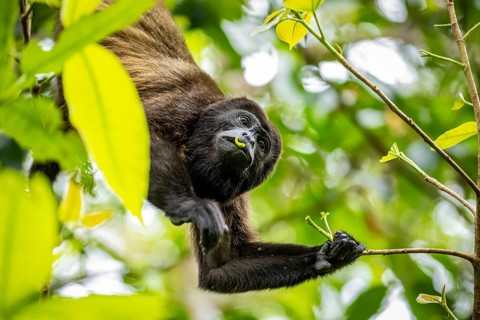 Howler monkey (Alouatta palliata) eating leaves in a tree, Cahuita National Park, Costa Rica,