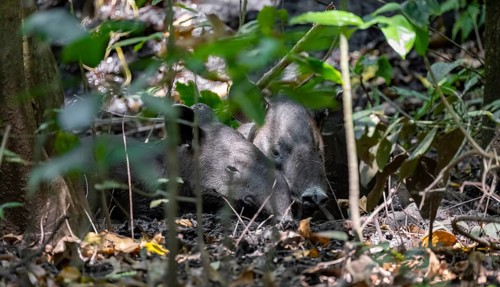 Baird's tapir (Tapirus bairdii), mother with young, lying asleep in the rainforest, Corcovado