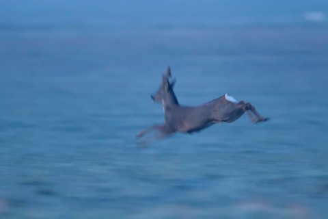 Roe deer (Capreolus capreolus) motion blur image of an adult male buck running across a field,