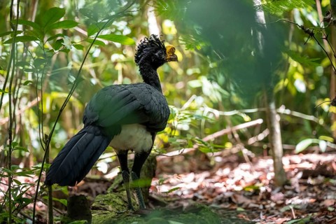 Tuberkehlhokko (Crax rubra), adult male, in the tropical rainforest, Corcovado National Park, Osa,
