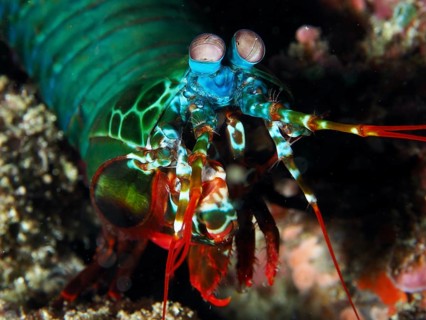 Brightly coloured clown mantis shrimp (Odontodactylus scyllarus) with large eyes in vivid colours