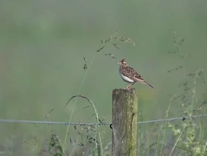 Skylark (Alauda arvensis) sitting on a pole, Lower Rhine, North Rhine-Westphalia, Germany, Europe