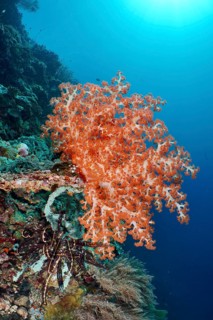 Bright orange Klunzinger's Soft Coral (Dendronephthya klunzingeri) on a reef in the ocean, dive