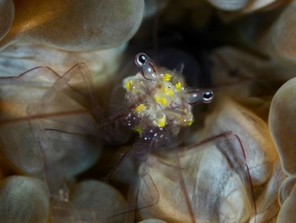 Close-up of a shrimp with yellow spots, Smit's bladder coral shrimp (Palaemonella smiti) on bladder