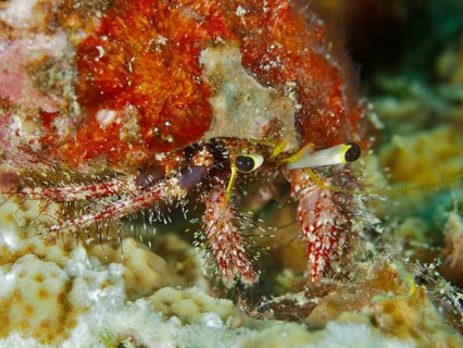 Portrait of dark knee hermit crab (Dardanus lagopodes) on the seabed, dive site Spice Reef,