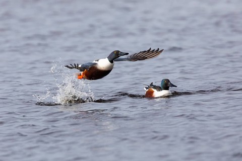 Northern Shoveler (Anas clypeata), male duck taking off in flight from lake, in display flight,