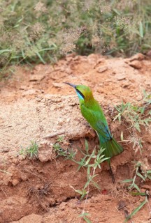 Bronze-crowned Emerald Bee-eater (Merops orientalis) sitting on the ground in Yala Natioal Park,