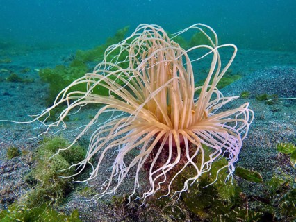 Underwater photo of a filigree cylinder rose (Cerianthus filiformis) with spreading tentacles, dive