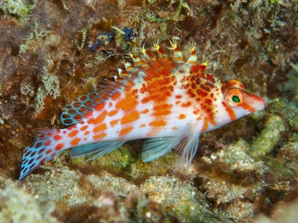 Coral hawkfish (Cirrhitichthys falco), orange-red fish with bushy crest, in a coral reef, Spice