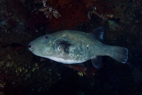 A pufferfish, blue-spotted pufferfish (Arothron caeruleopunctatus) moves in the nocturnal reef,