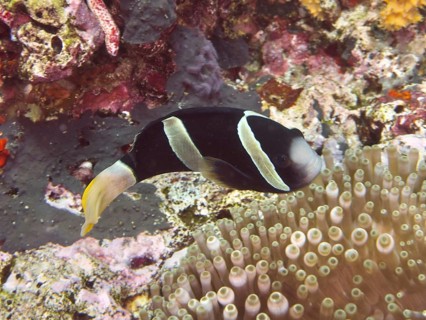 An anemonefish, Clark's anemonefish (Amphiprion clarkii) melanistic, swimming close to a sea