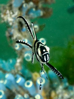 A striped cardinalfish, Banggai cardinalfish (Pterapogon kauderni), swimming elegantly past a Blue