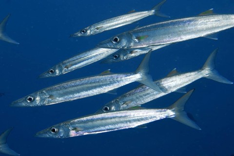 Silver-coloured fish, big-eyed barracuda (Sphyraena forsteri), swimming in dense formation through