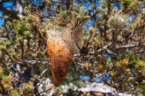 A caterpillar cocoon hanging in a tree, surrounded by needles and twigs in the sunshine, pine