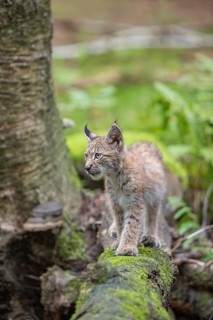 One young (10 weeks old) male Eurasian lynx, (Lynx lynx), crossing a creek, using a fallen tree as
