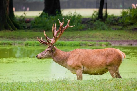 A red deer stag (Cervus elaphus) stands in a pond covered with duckweed