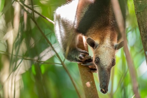 Northern tamandua (Tamandua mexicana), anteater sitting in a tree, in the rainforest, Corcovado