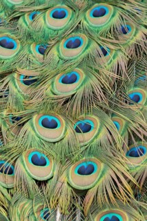 Indian peafowl or Peacock (Pavo cristatus) adult male bird close up of its tail feathers, England,