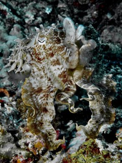 Well camouflaged broad-armed sepia (Sepia latimanus), dive site Close Encounters, Permuteran, Bali,