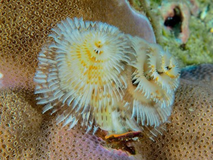 Spiral-shaped white Indo-Pacific Christmas tree worm (Spirobranchus corniculatus) on corals, dive