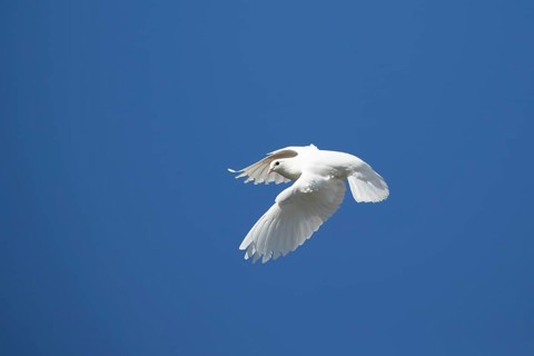 White or Release dove (Columba livia domestica) adult bird flying in a blue sky, England, United
