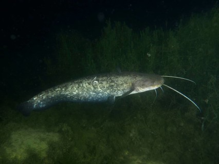 A catfish (Silurus glanis), Waller, swimming through the dark, algae-rich water, dive site