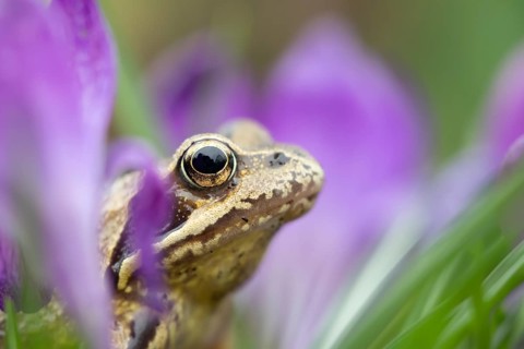 Common frog (Rana temporaria) adult amphibian amongst flowering garden Crocus flowers in
