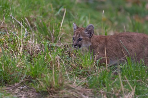 One cougar kitten, Puma concolor, sitting on green grass