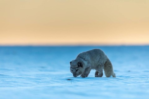 One arctic fox (Vulpes lagopus), (white fox, polar fox, or snow fox) running over a snow covered