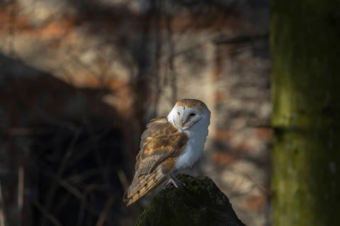 One barn owl (Tyto alba) sitting on top of a tree stump. Spotlight on the bird and a wall of a ruin