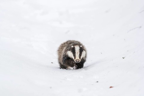 One young European badger (Meles meles) walking through a ravine in deep snow