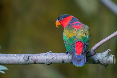 One Black-capped lory (Lorius lory erythrothorax) sitting on a branch. Green vegetation in the