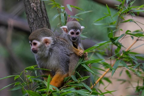 One female Central American squirrel monkey, Saimiri oerstedii, carrying her baby. Green vegetation
