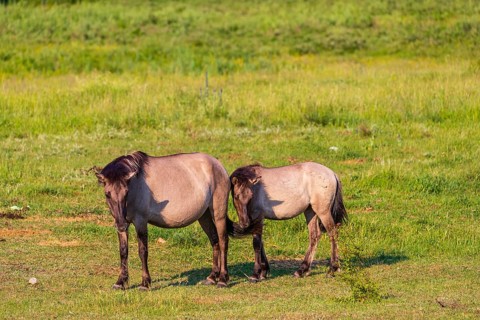 One Tarpan mare (Equus ferus) and her foal grazing in a clearing. Masuria tarpan horse reserve,
