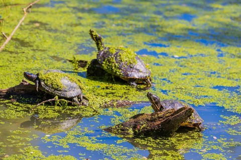 A group of red-eared slider (Trachemys scripta elegans)rests on logs lying in a pond covered with
