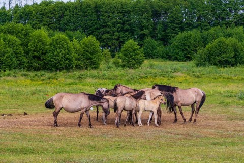 A herd of tarpans (Equus ferus) stands in a clearing in the Masuria tarpan horse reserve, belonging