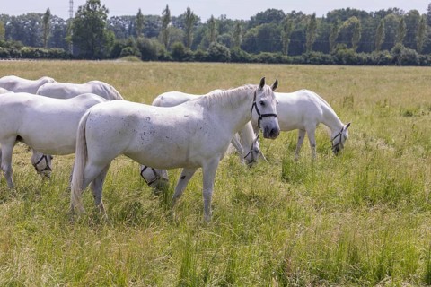 Kladruber horse, mares, standing on the paddock. National Stud Farm Kladruby nad Labem