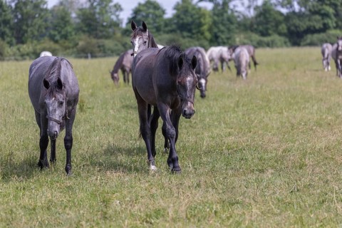 Kladruber horse, grey yearlings, grazing on the paddock. National Stud Farm Kladruby nad Labem