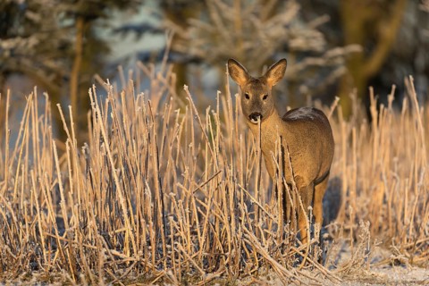 Roe deer standing in hoar frosted dead stinging nettle at minus 15 °C at sunrise. Licking off the